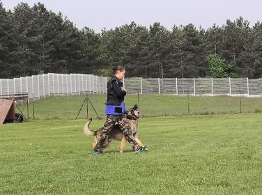 Járőrkutya kutya gyakorlat közben