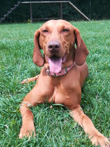 Zsömi, a magyar vizsla